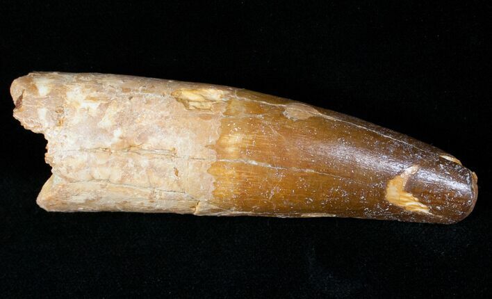 Spinosaurus Tooth - Very Large #12464